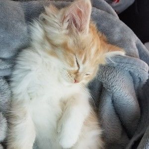 Meet your Posher, Morgan